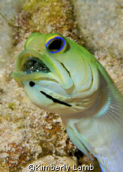Male yellowhead jawfish with eggs in his mouth.  
Nikon ... by Kimberly Lamb 